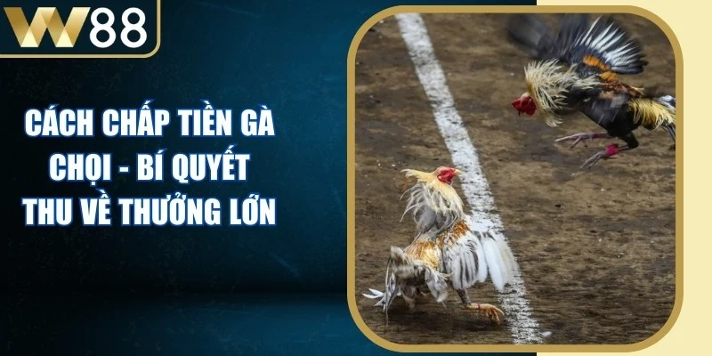 Cách Chấp Tiền Gà Chọi