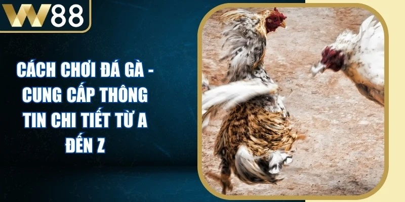 Cách Chơi Đá Gà