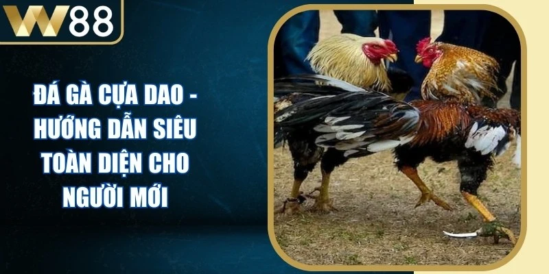 Đá Gà Cựa Dao