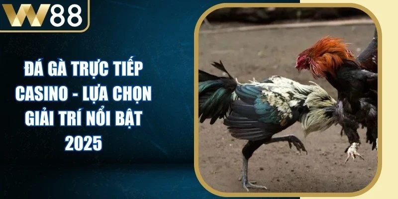 Đá Gà Trực Tiếp Casino